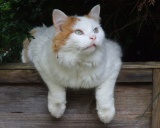 турецкий ван кошка